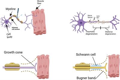 Techniques and graft materials for repairing peripheral nerve defects
